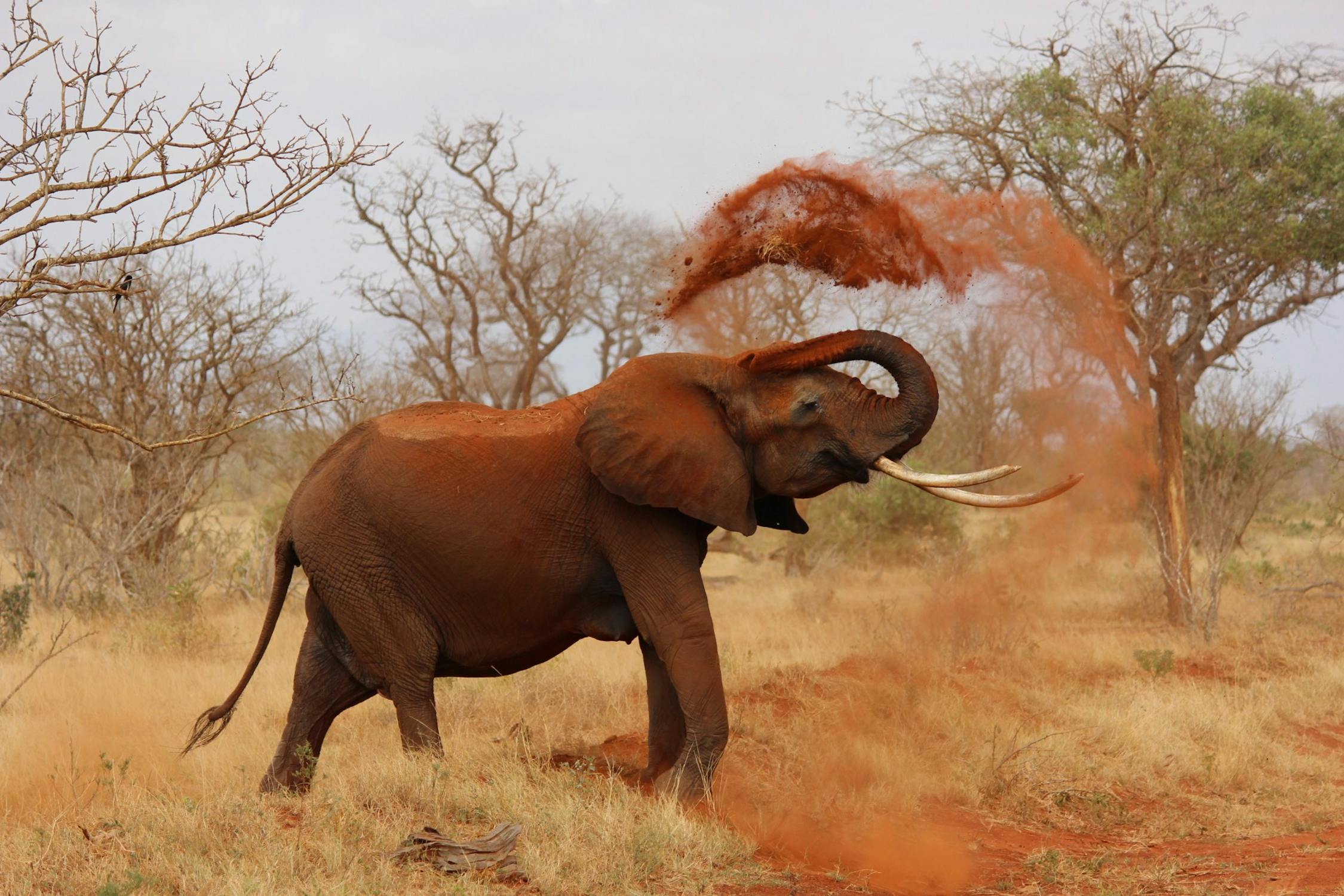 Exploring Africas Lesser-Known Wildlife Reserves