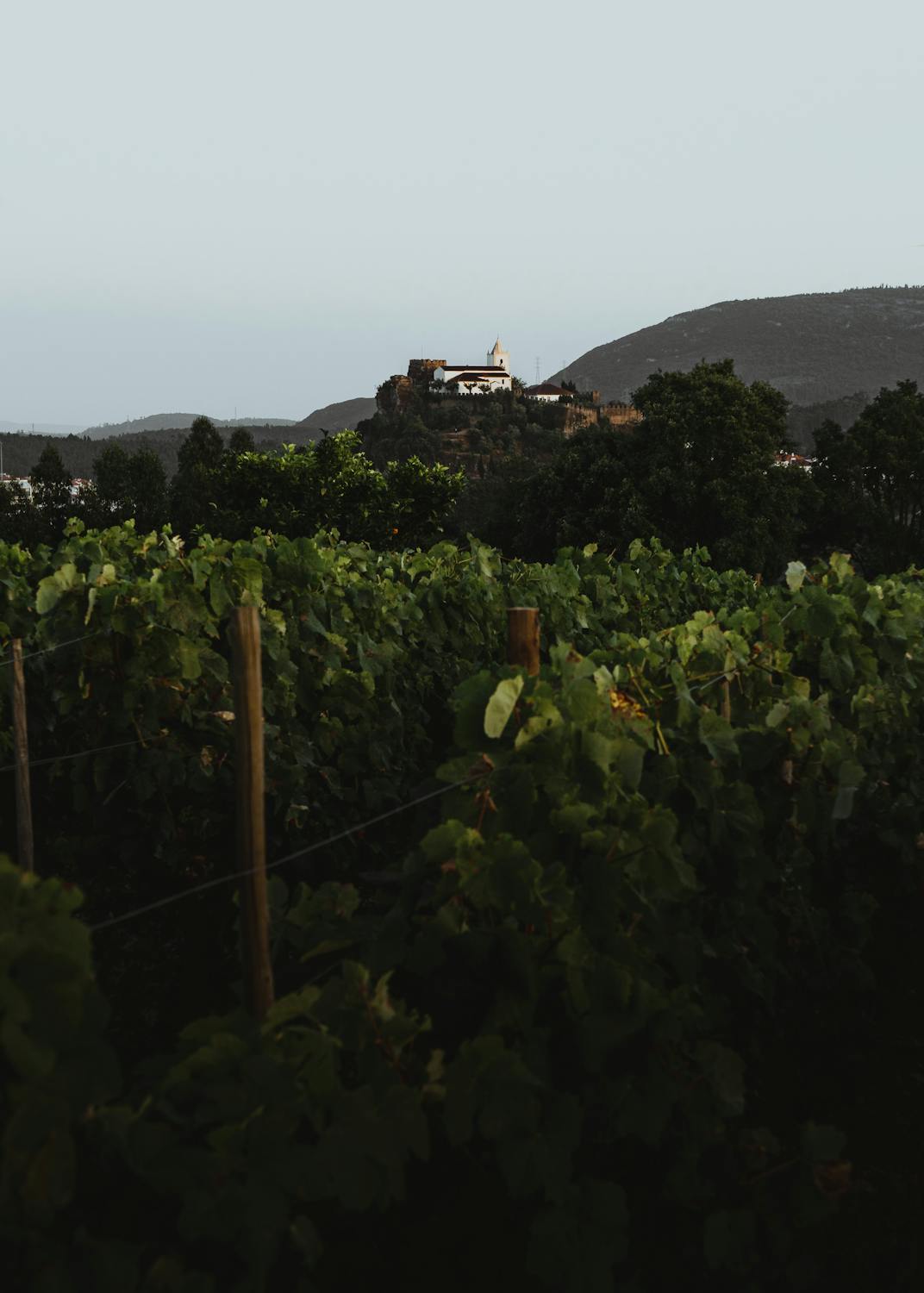 Discovering Portugals Hidden Wine Regions